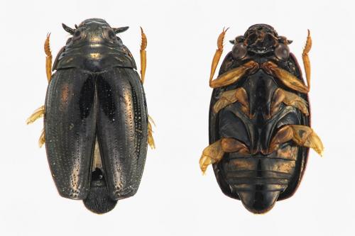 Gyrinus dejeani