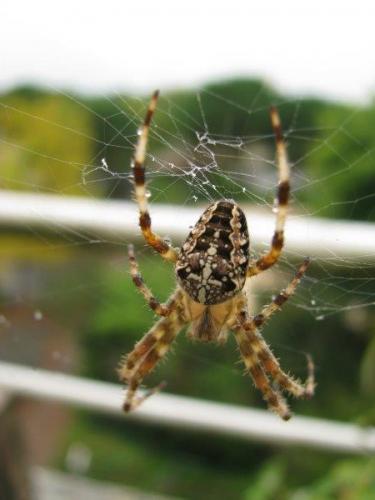 Araneus diadematus