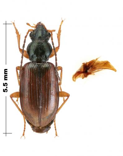 Bembidion decorum caraffai