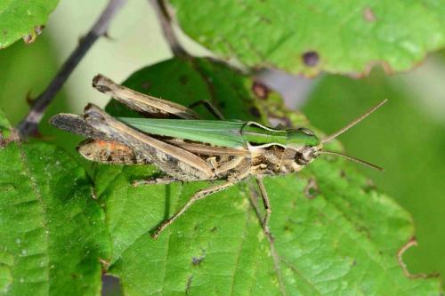 Réf. 157 317 : Omocestus rufipes