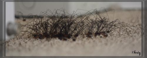 Réf. 157 005 : Leiobunum sp-a