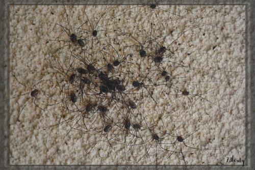 Réf. 157 006 : Leiobunum sp-a