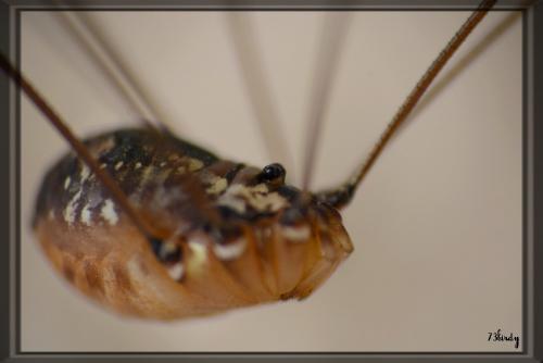 Réf. 157 007 : Leiobunum sp-a