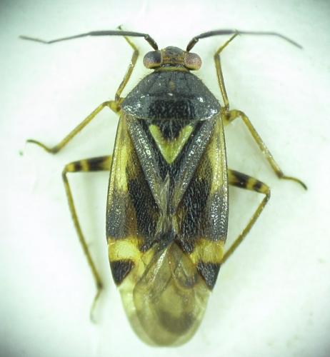 Orthops basalis