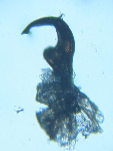 Orthops basalis