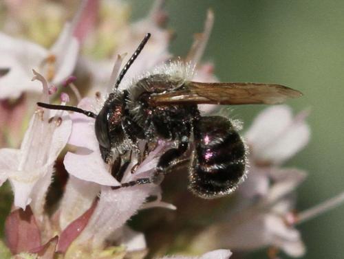 Osmia sp.