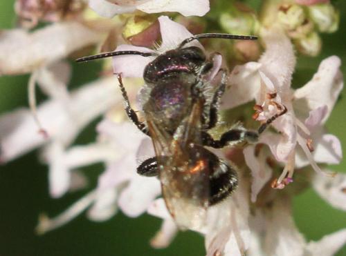 Osmia sp.