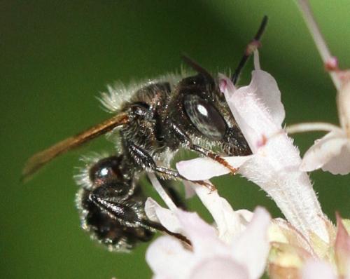 Osmia sp.