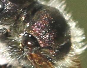 Osmia sp.