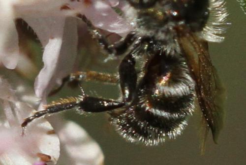 Osmia sp.