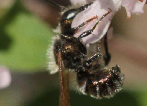 Osmia sp.