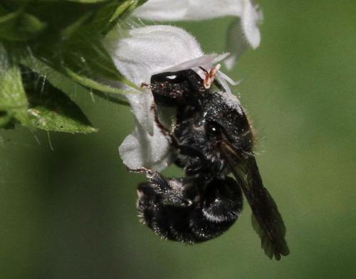 Osmia sp.