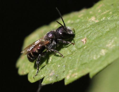 Réf. 157 443 : Osmia sp.