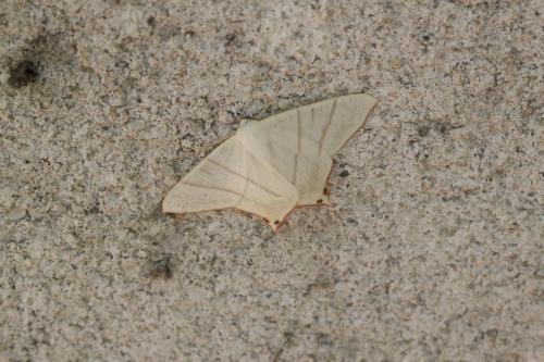 Ourapteryx nivea