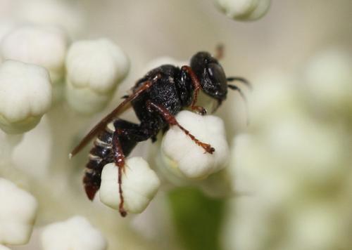 Oxybelus haemorrhoidalis