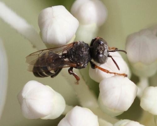 Oxybelus haemorrhoidalis