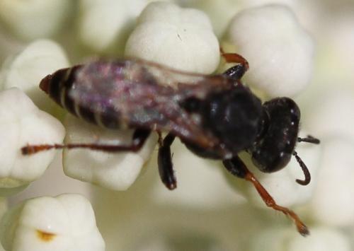 Réf. 157 886 : Oxybelus haemorrhoidalis