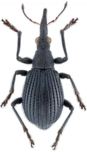 Oxystoma ochropus