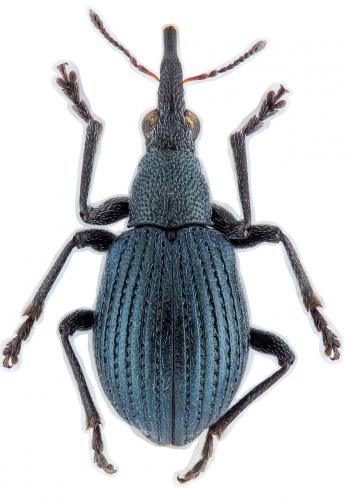 Oxystoma pomonae