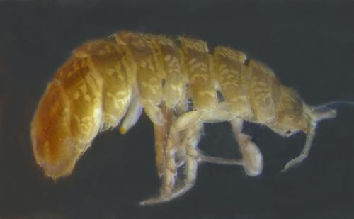 Réf. 157 239 : Proasellus coxalis