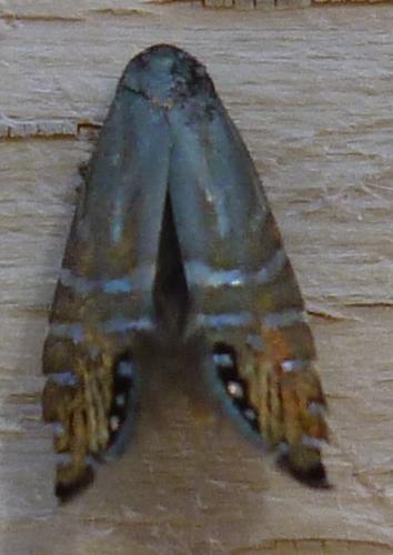 Réf. 157 629 : Glyphipterix thrasonella