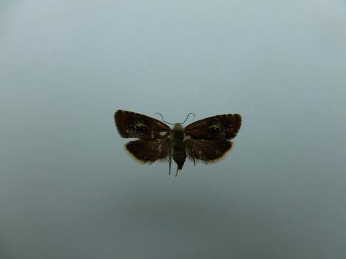 Olethreutes arcuella