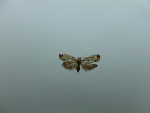 Spilonota ocellana