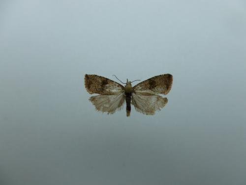 Réf. 157 299 : Celypha striana