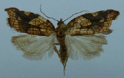 Acleris rhombana