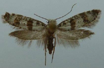 Scythropia crataegella