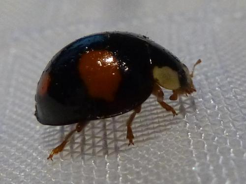 Réf. 157 852 : Harmonia axyridis