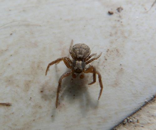 Xysticus sp.