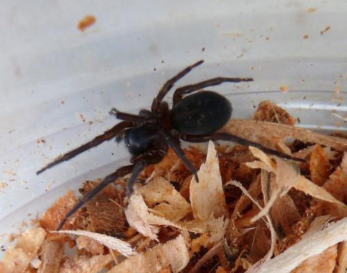 Réf. 157 283 : Amaurobius ferox