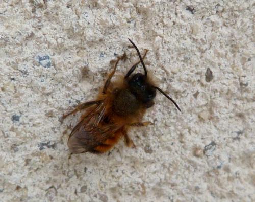 Réf. 157 288 : Osmia bicornis