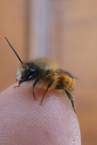 Réf. 157 386 : Osmia bicornis