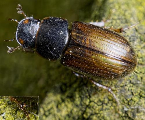 Melinopterus consputus