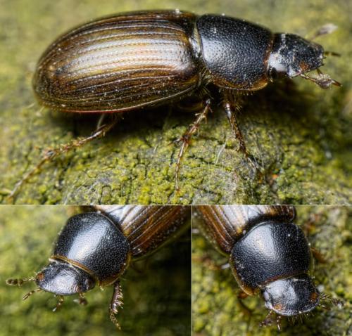 Melinopterus consputus