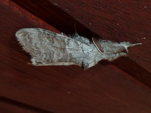 Calliteara pudibunda