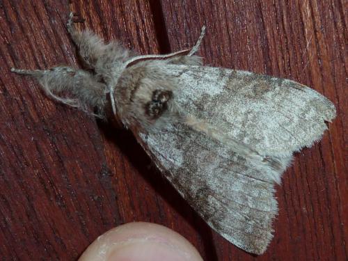 Calliteara pudibunda