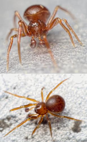 Réf. 157 665 : Pholcomma gibbum