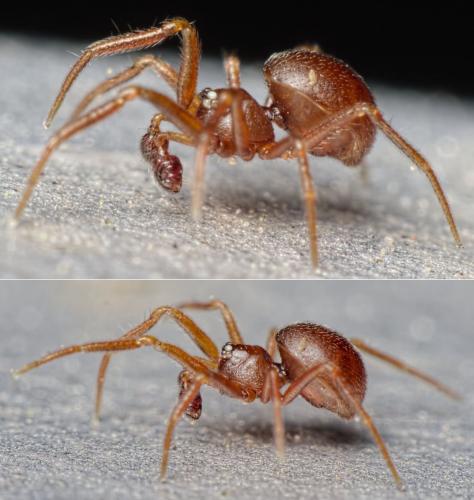 Réf. 157 664 : Pholcomma gibbum