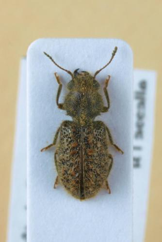 Korynetinae