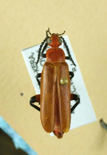 Horia sp.