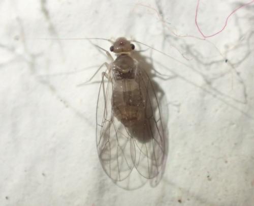 Psyllipsocus ramburii