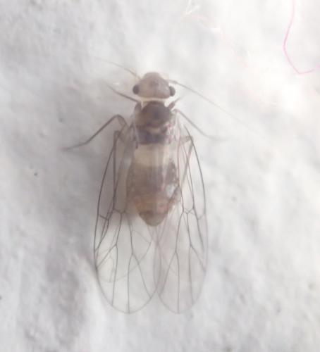 Réf. 157 188 : Psyllipsocus ramburii