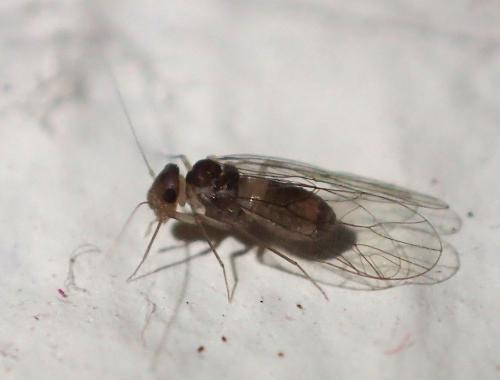 Réf. 157 187 : Psyllipsocus ramburii