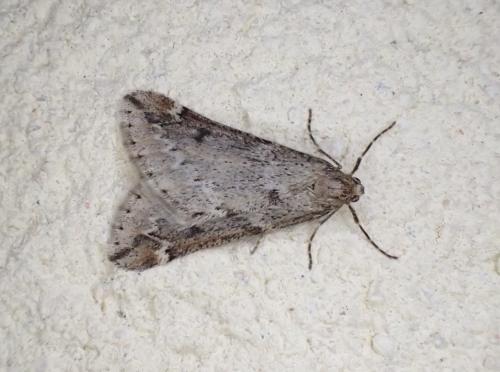 Réf. 157 353 : Alsophila aescularia