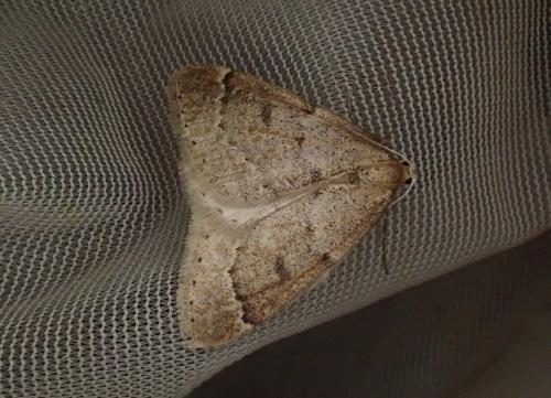Theria rupicapraria