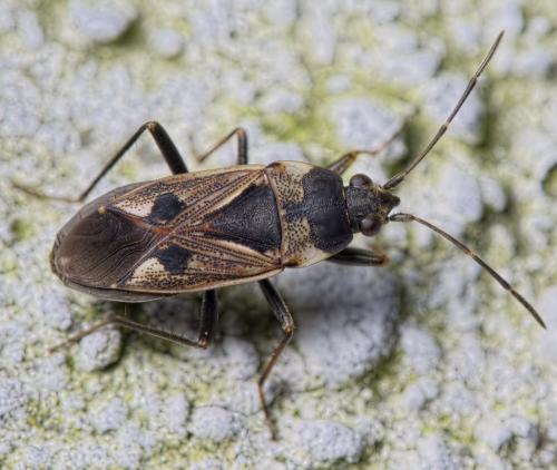 Rhyparochromus vulgaris