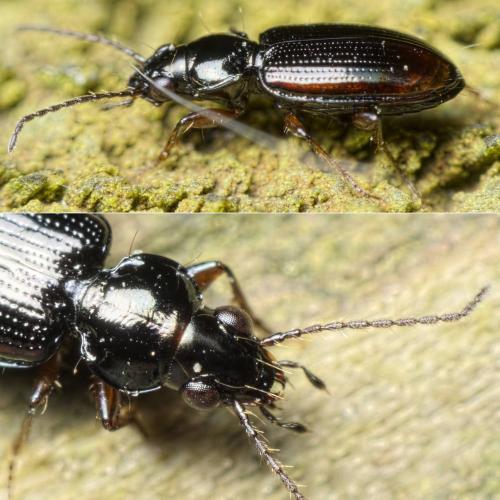 Réf. 157 636 : Bembidion lunulatum